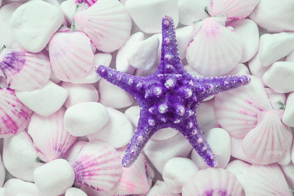 Shells and starfish on a background of white stones