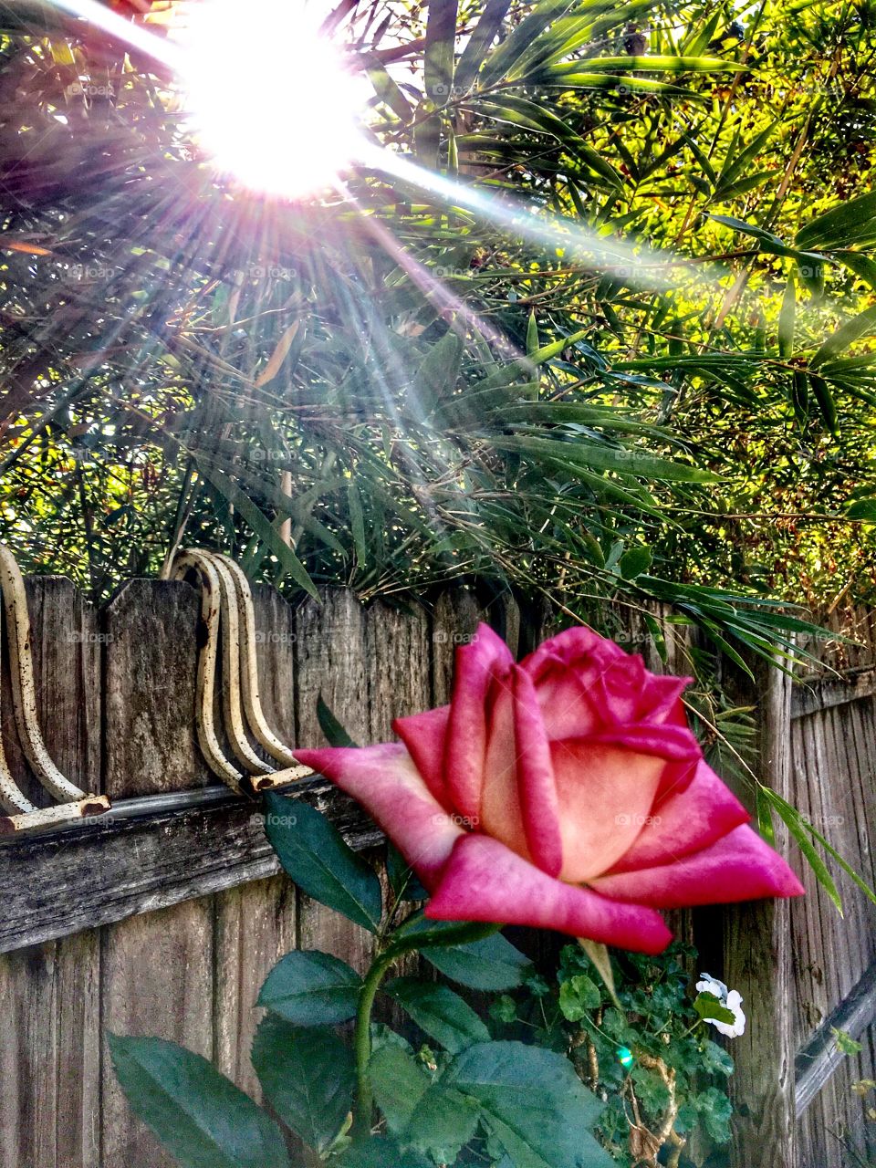 Sun rays spotlighting my garden rose. 