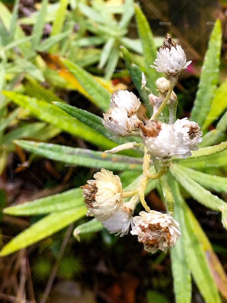 Pearly Everlasting, a member of the sunflower family