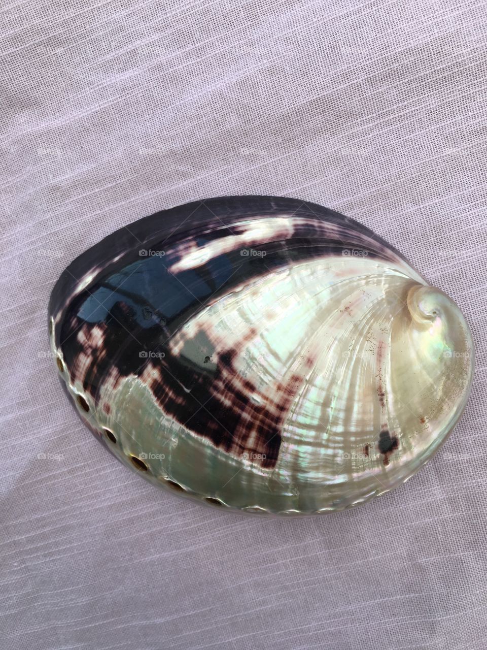 Close-up of shiny seashell