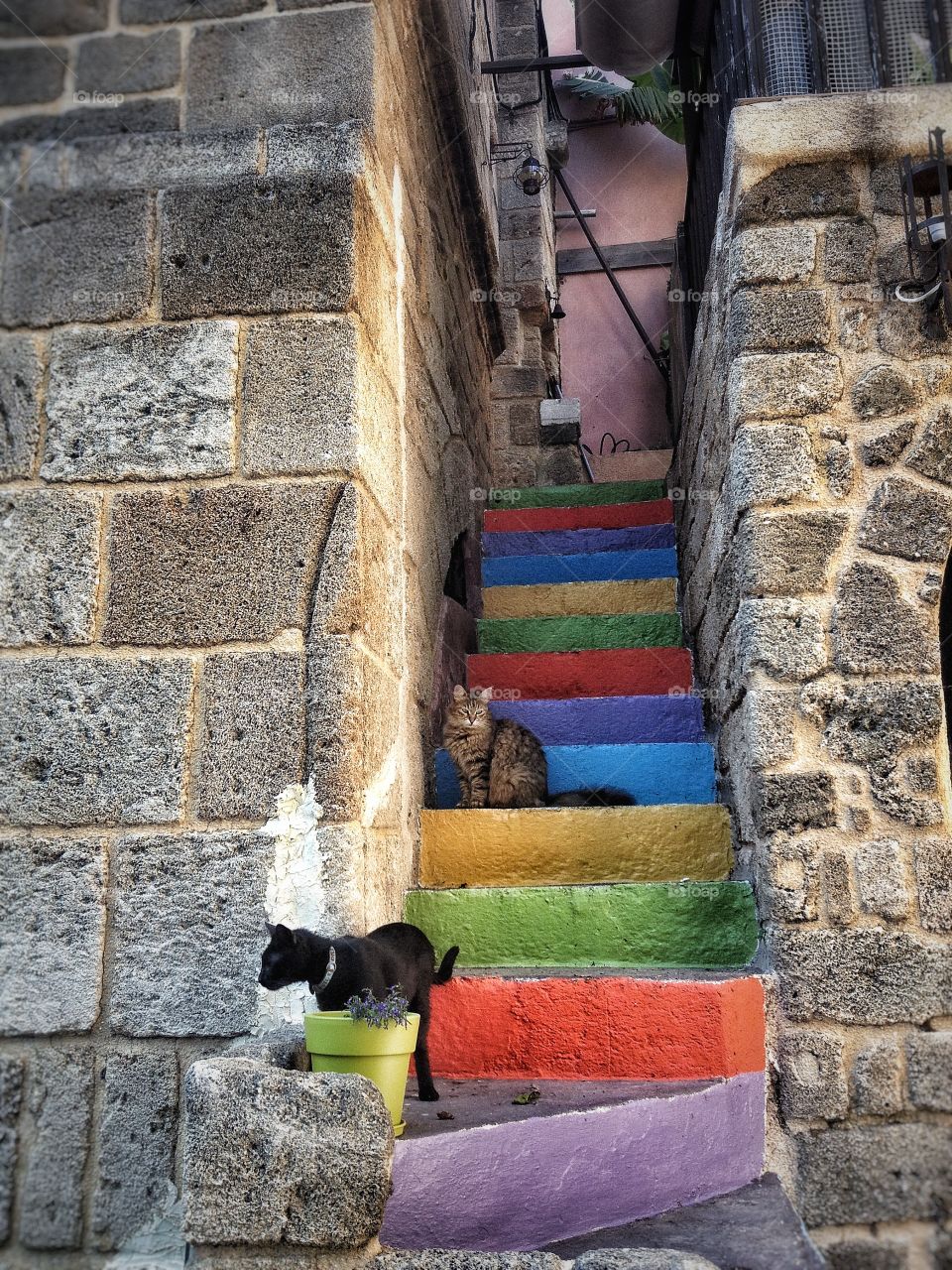 Day outdoors no people home color multi Cats Greece 
Summer