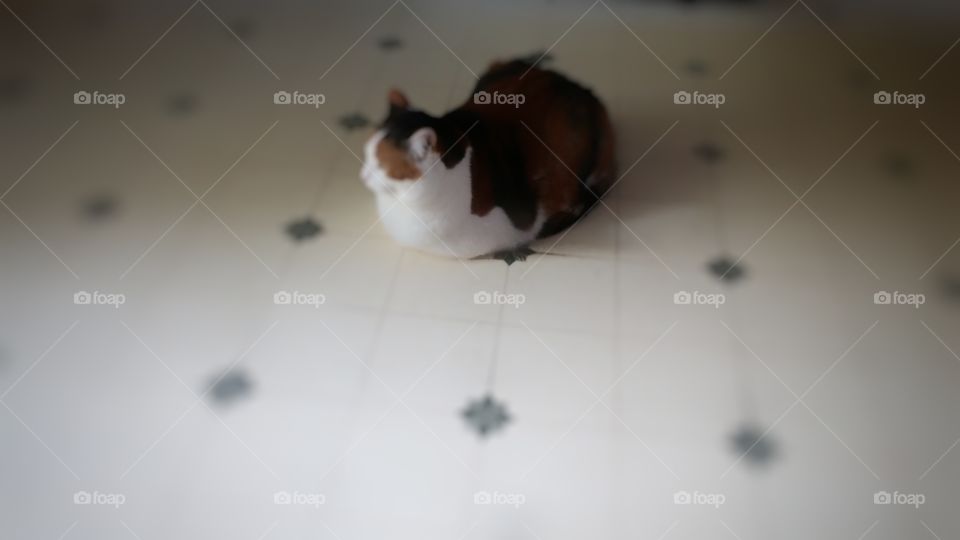 Calico