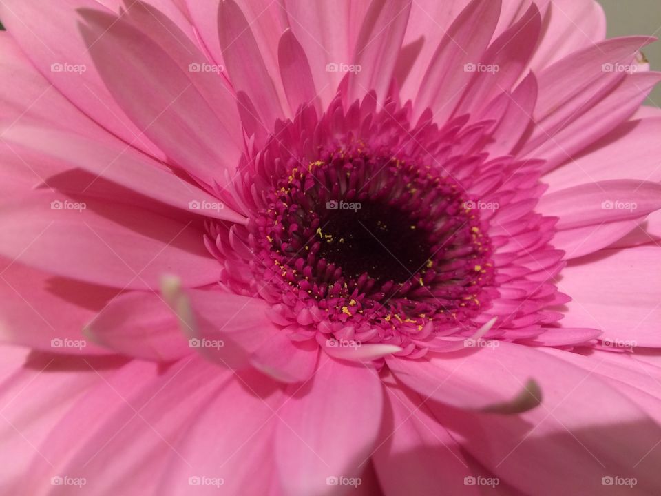 Pink Gerbera bloom