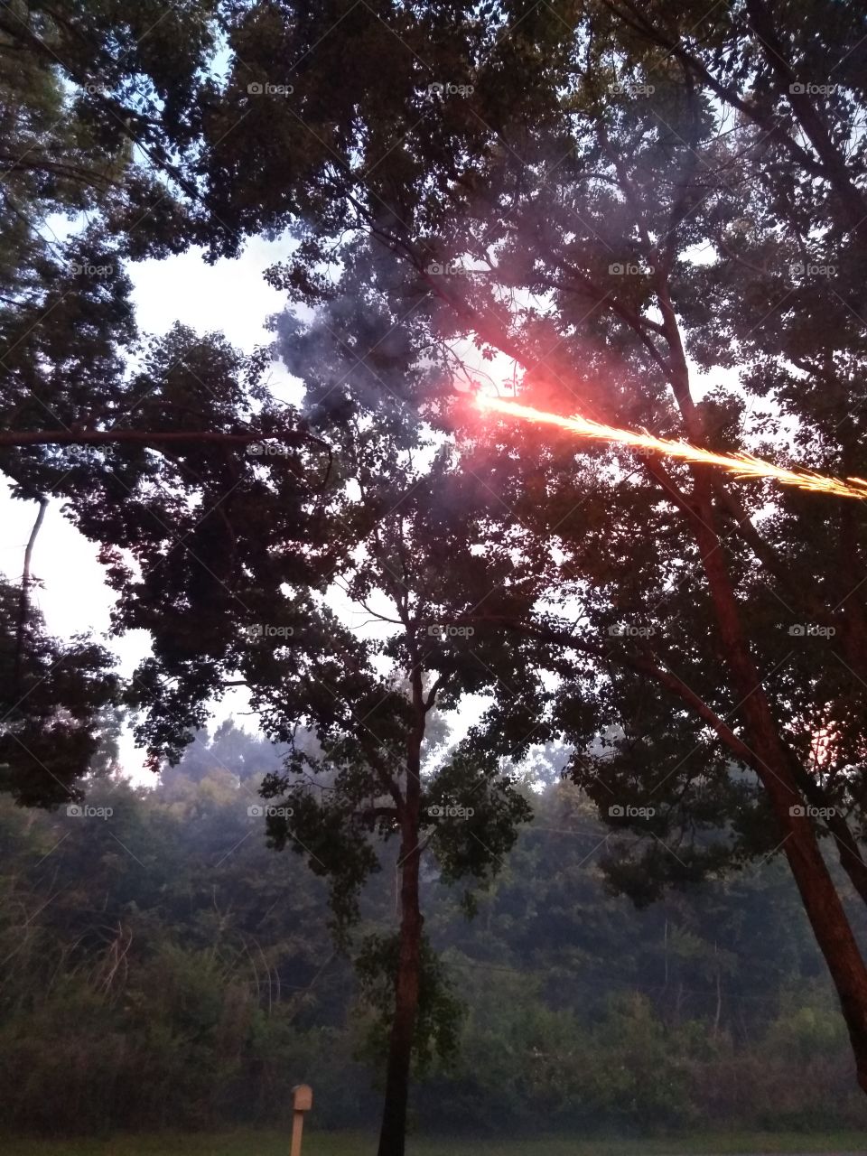 shooting through the trees