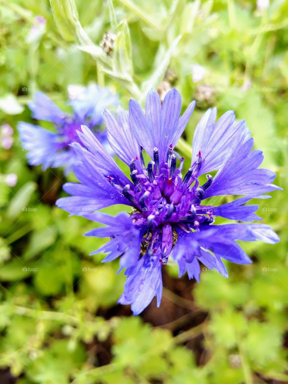 Blue flower