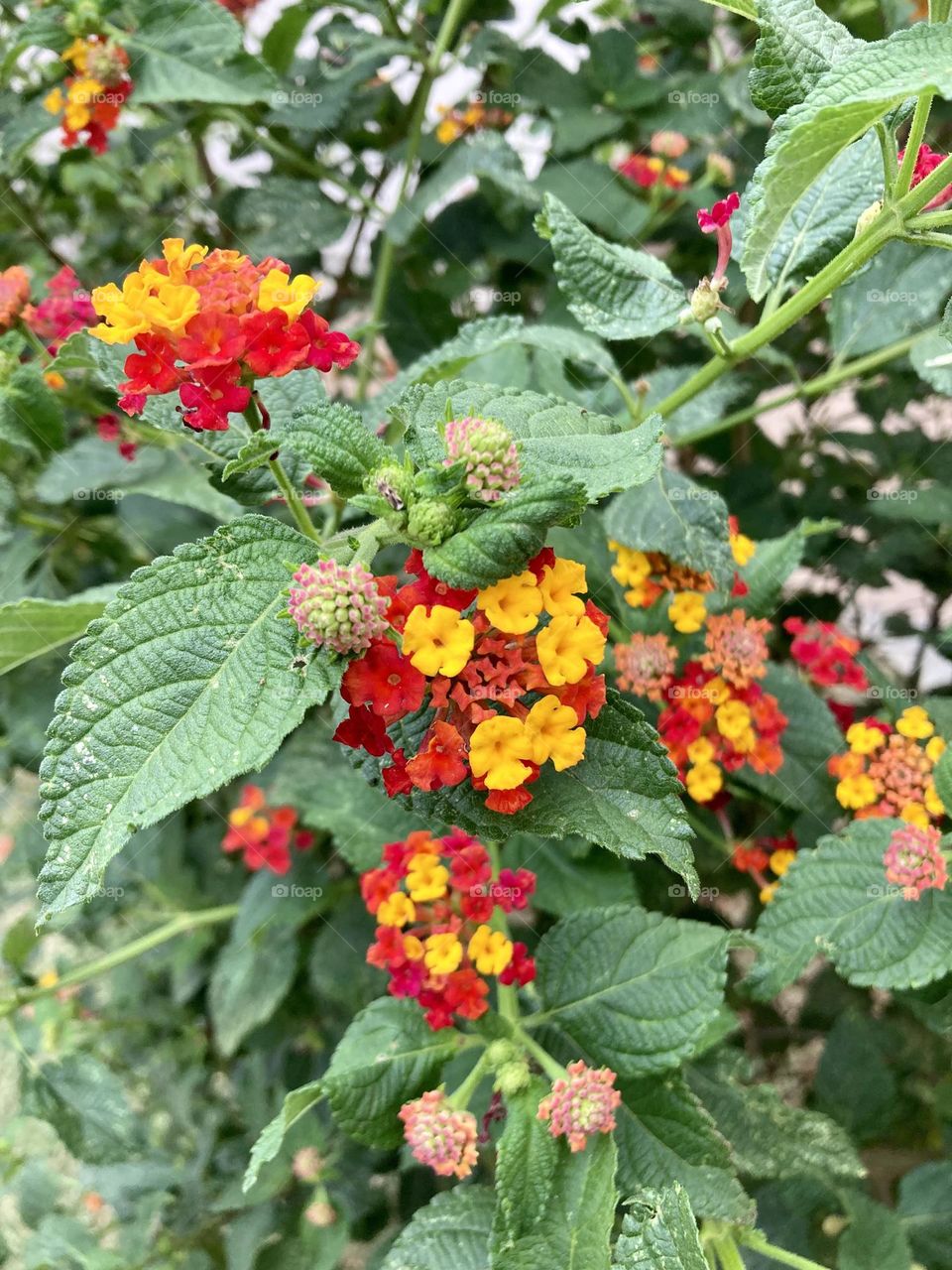 🌹 🇺🇸 Very beautiful flowers to brighten our day.  Live nature and its beauty. Did you like the delicate petals? / 🇧🇷 Flores muito bonitas para alegrar nosso dia. Viva a natureza e sua beleza. Gostaram das pétalas delicadas? 