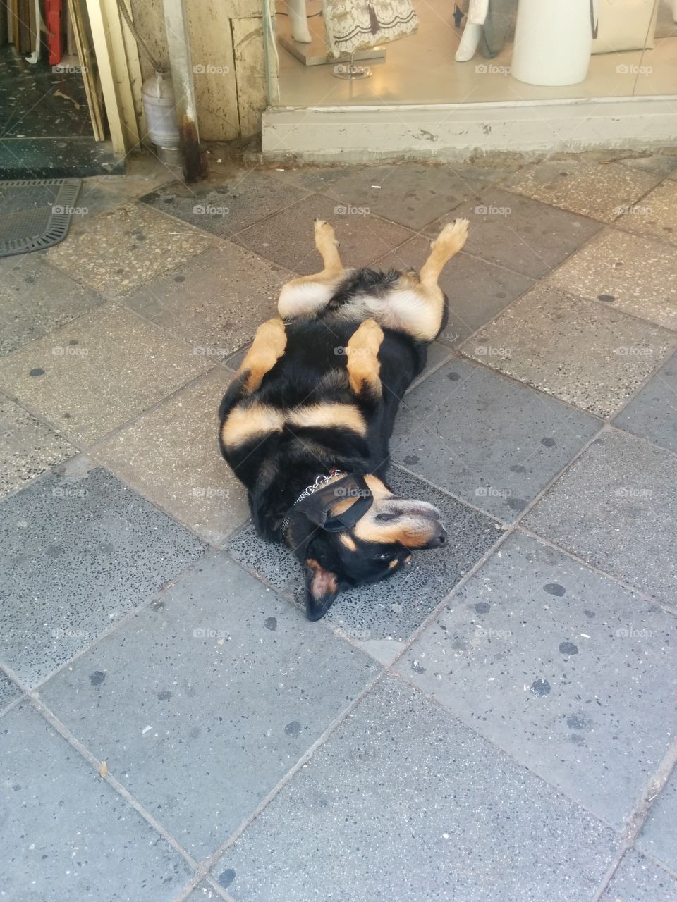 Tough Day at the Office. This Rottweiler hangs out in front of his owner's shop everyday on Dizengoff St. in Tel Aviv.  Nothing bothers it!