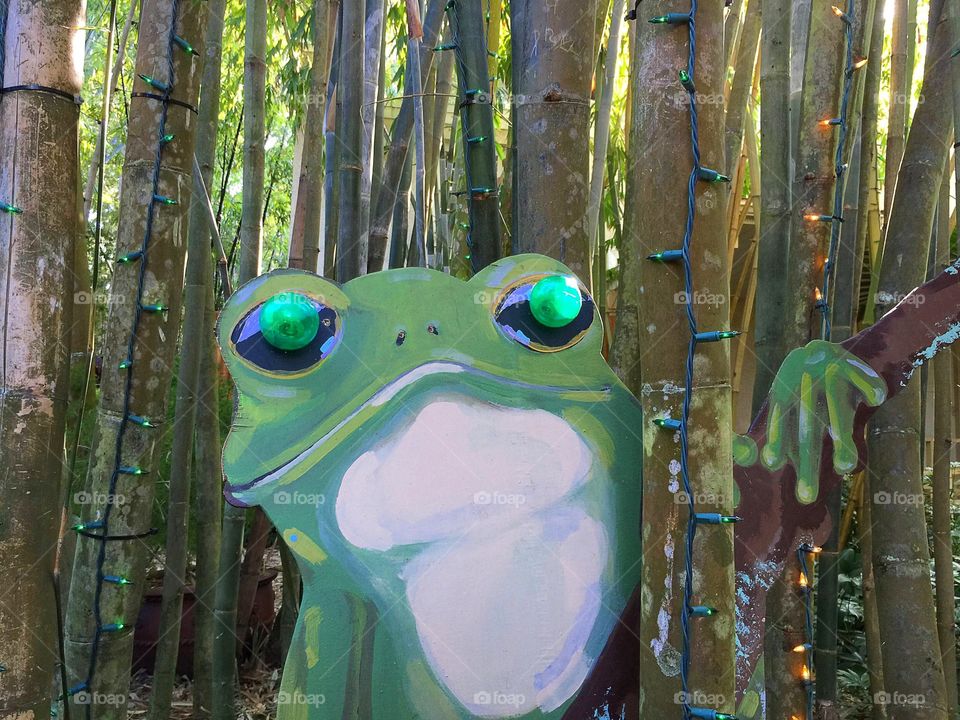 Mr. Frog in the bamboo.