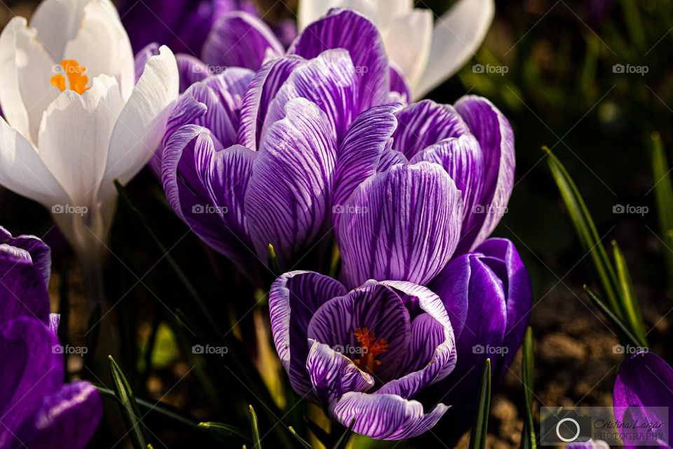 beautiful purple and white crocus bathing in the sun light