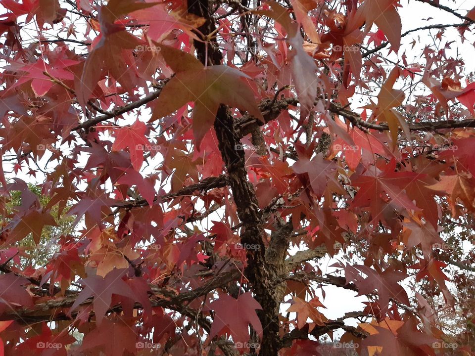 coloured trees in autumn
