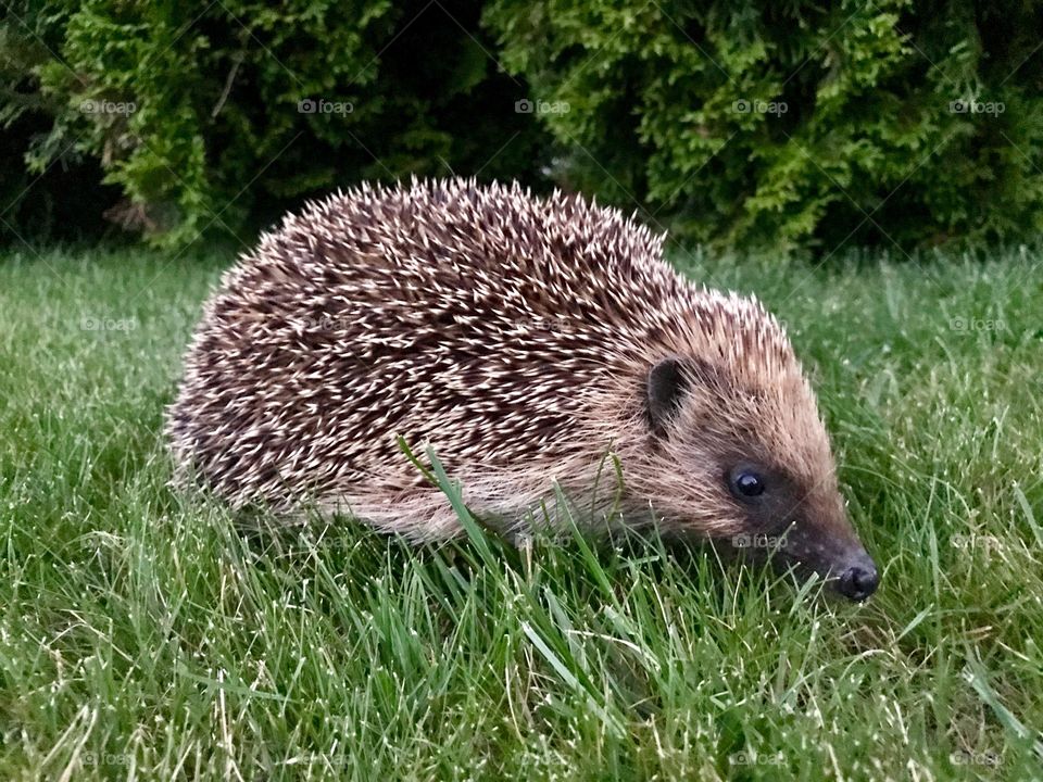 Igel 