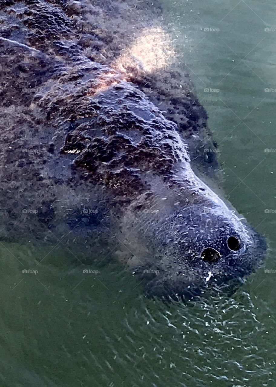 Manatee blowing out air before taking a breath