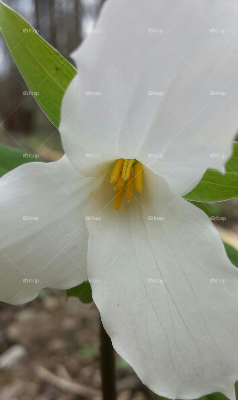 Trillium