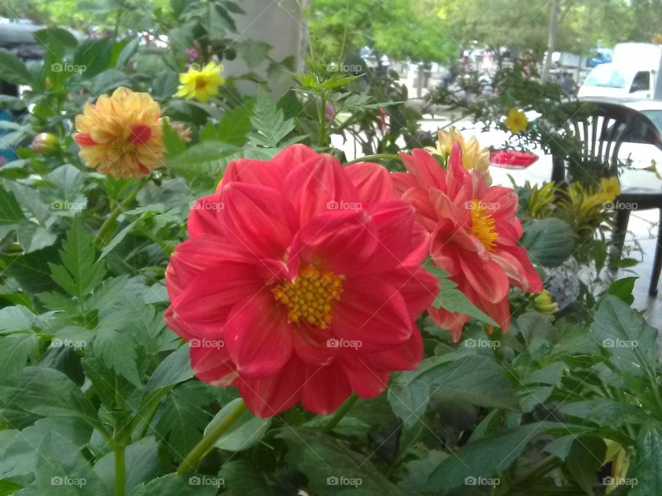 Garden, Flower, Flora, Nature, Summer