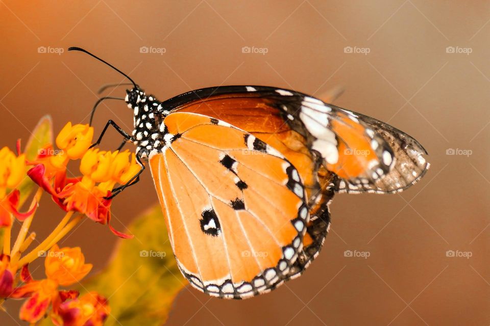 Beautiful and colourful butterfly
