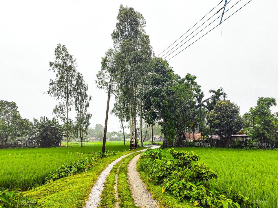 Our village road looks very beautiful. There is green grass on both sides of the road. The grass looks very beautiful. There is white sky above. These scenes look very beautiful.