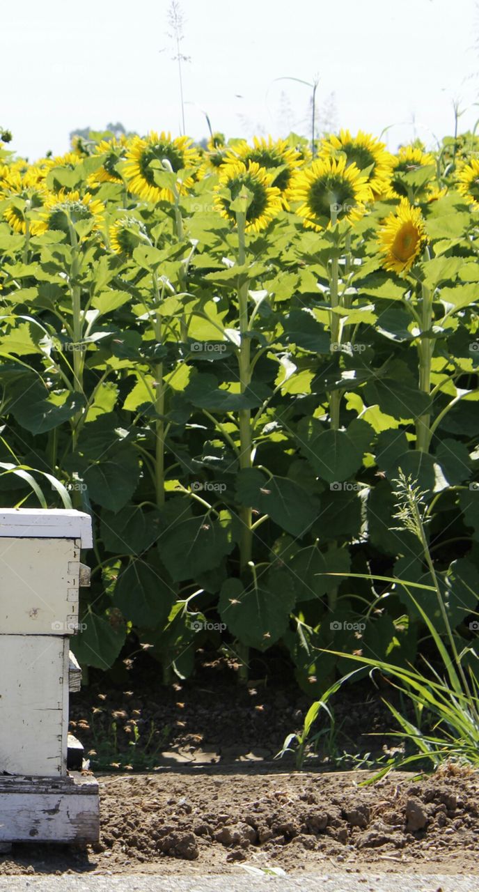 bees sunflower field