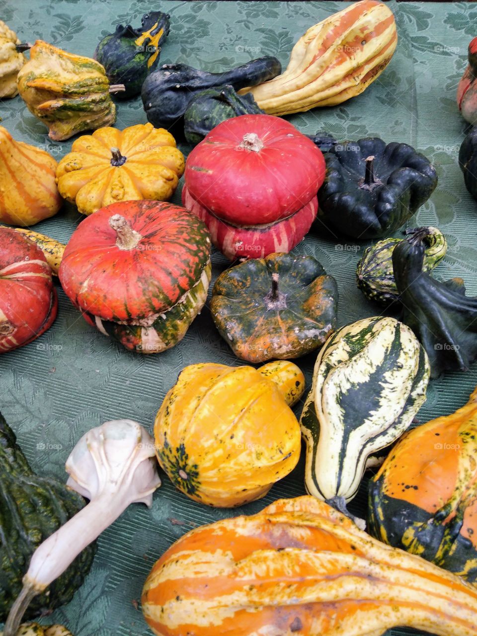 Coloured pumpkins photographed in a street market exhibition