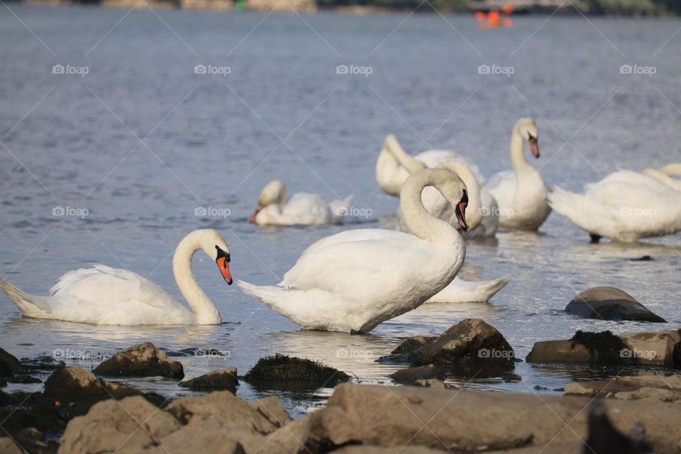 Flock of swans