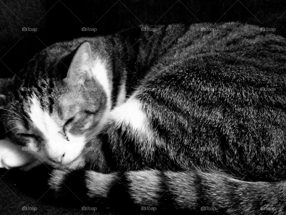 sleeping cat