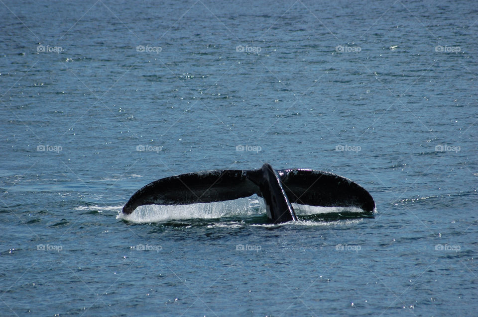 water sea back whale by danielmorman