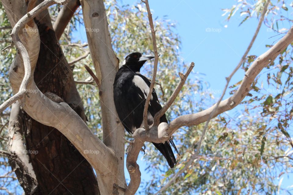 An Aussie bird saw an opportunity to pose for me