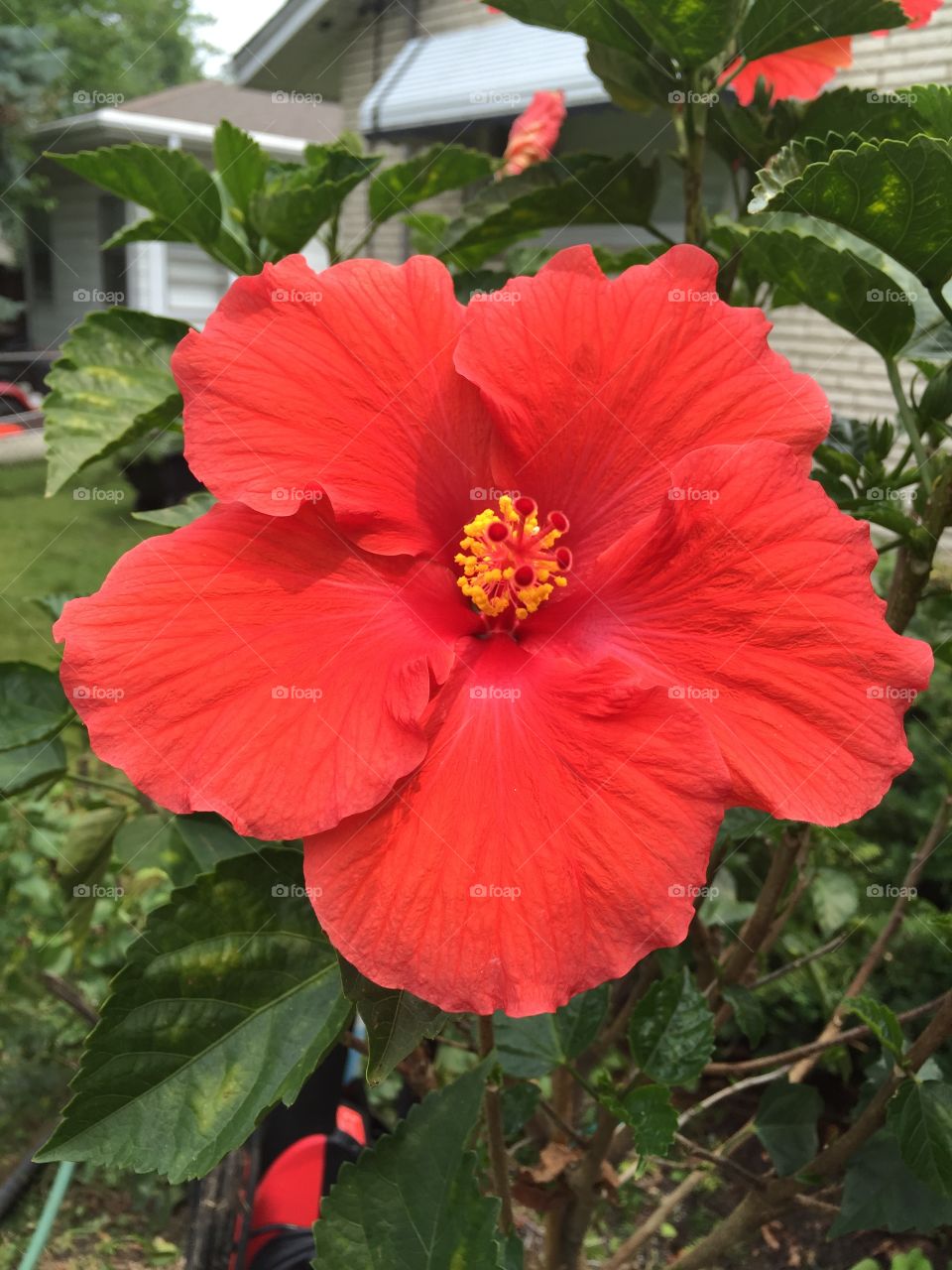 Hibiscus flower in bloom. Hibiscus flower in bloom from my moms hibiscus tree. 