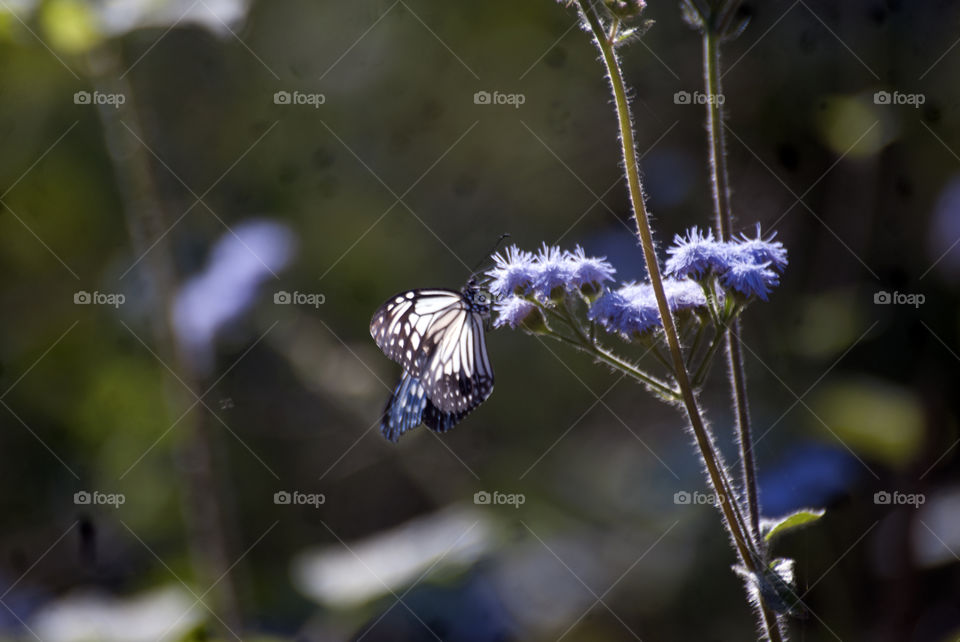 Butterfly enjoying the nectar from the blue Billygoat weeds which were growing all over the park