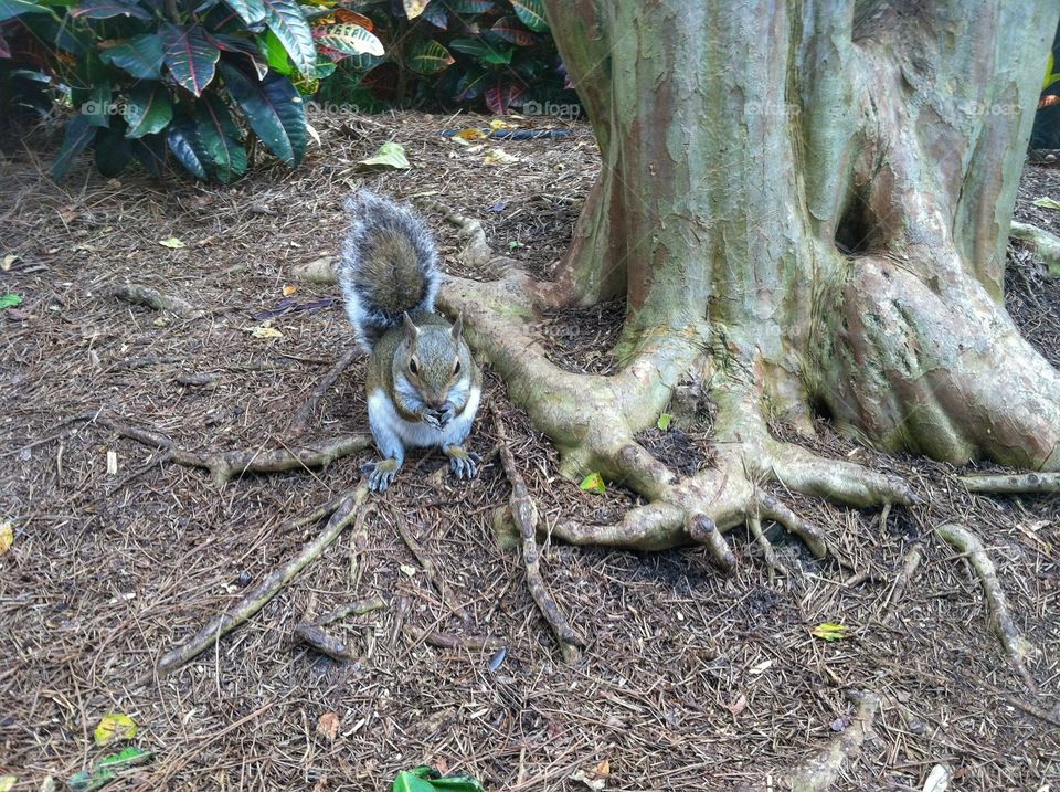 Friendly Squirrel
