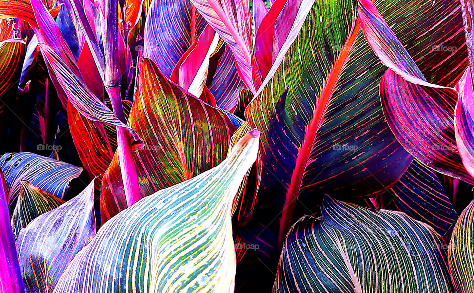 leaves colourful vibrant plants by lateproject