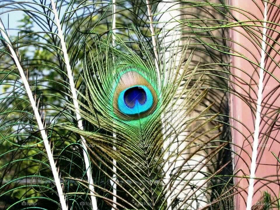 Peacock feather