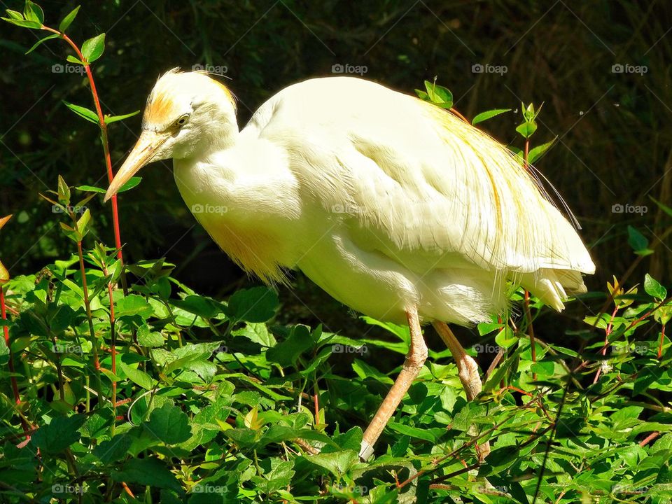 White egret shorebird