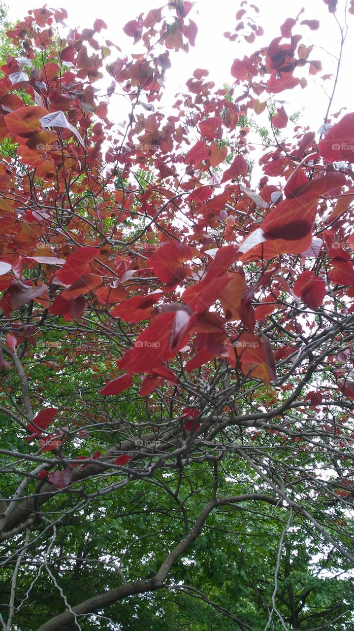 spring. flowers. beauty