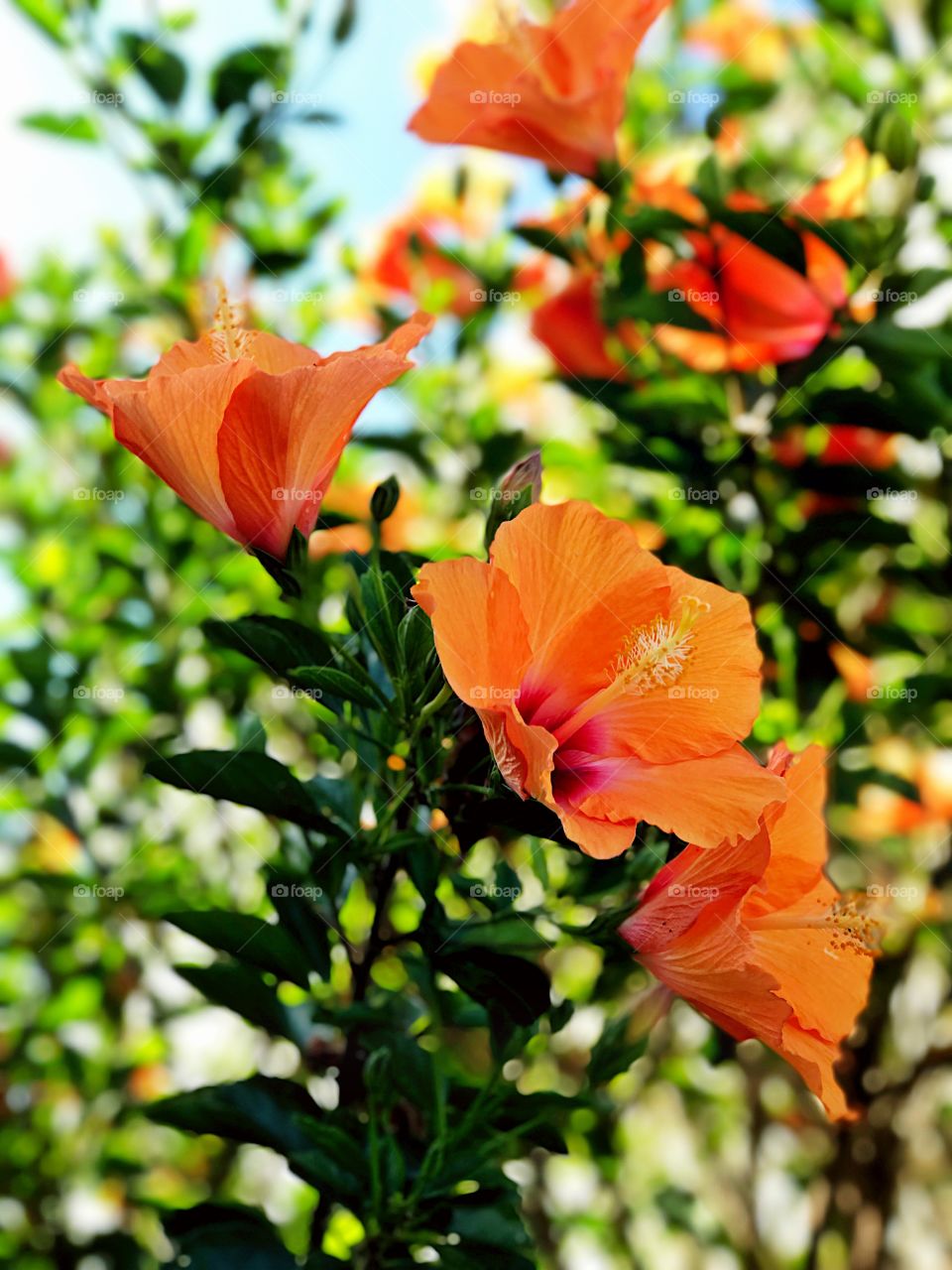 iPhone 7 Plus Depth Effect 10/31/16 #iPhone7 #iphone7plus #deptheffect #depth #boca #LA #CA #USA #LOSANGELES #BEVERLYHILLS