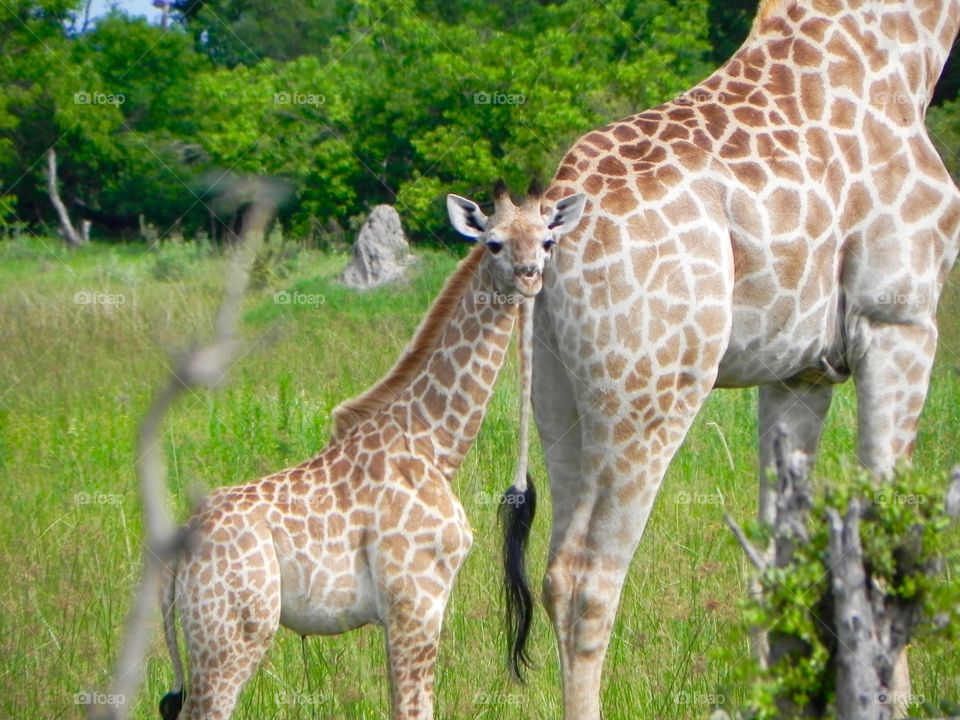 A baby giraffe in Botswana