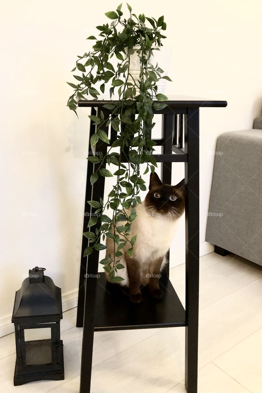 A home is not a home without a cat. A curious cat has found a new favorite spot in his home. 