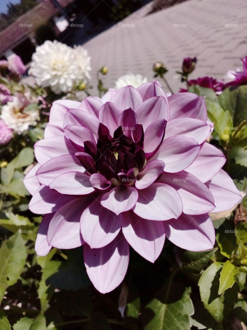 beautiful flower in the garden and beautiful color