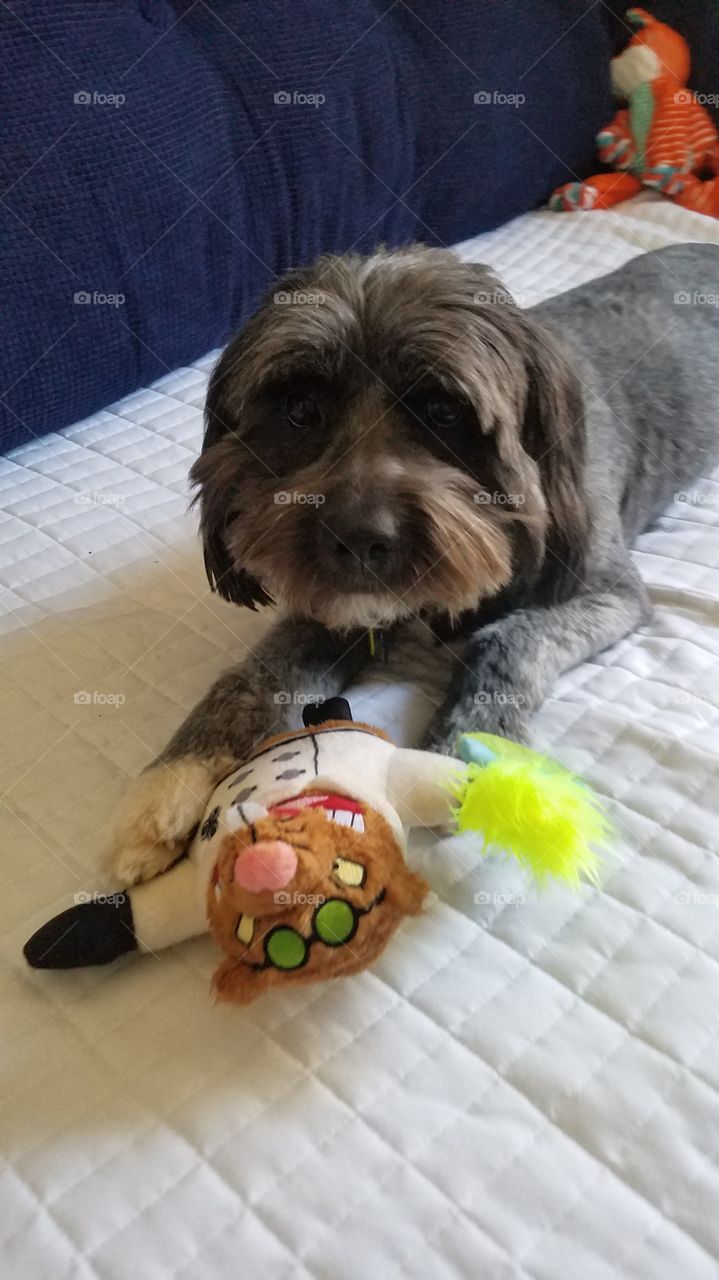 Tibetan Tierrer Dog playing with plush BarkBox toy