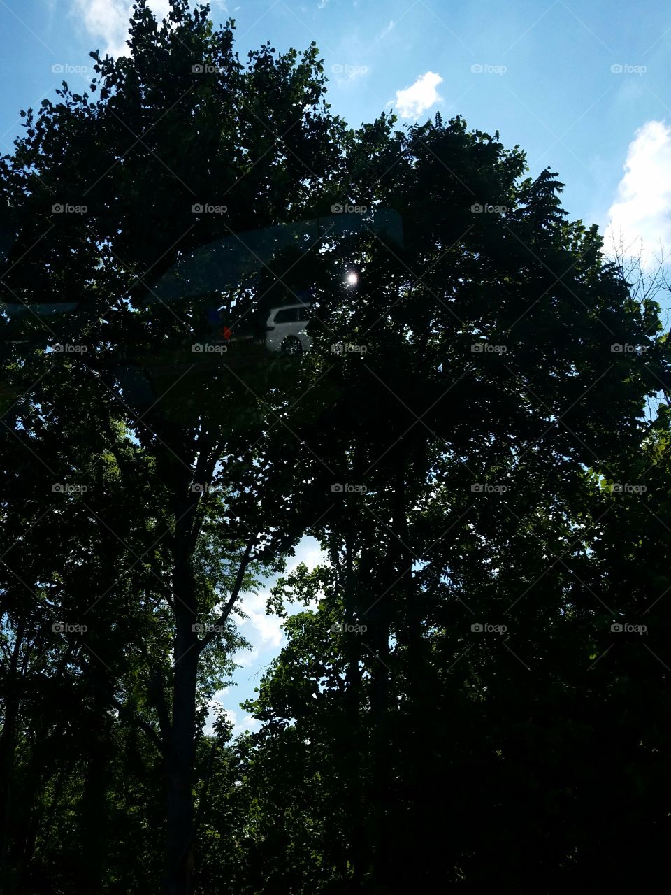 van in the tree's  (optical illusion)