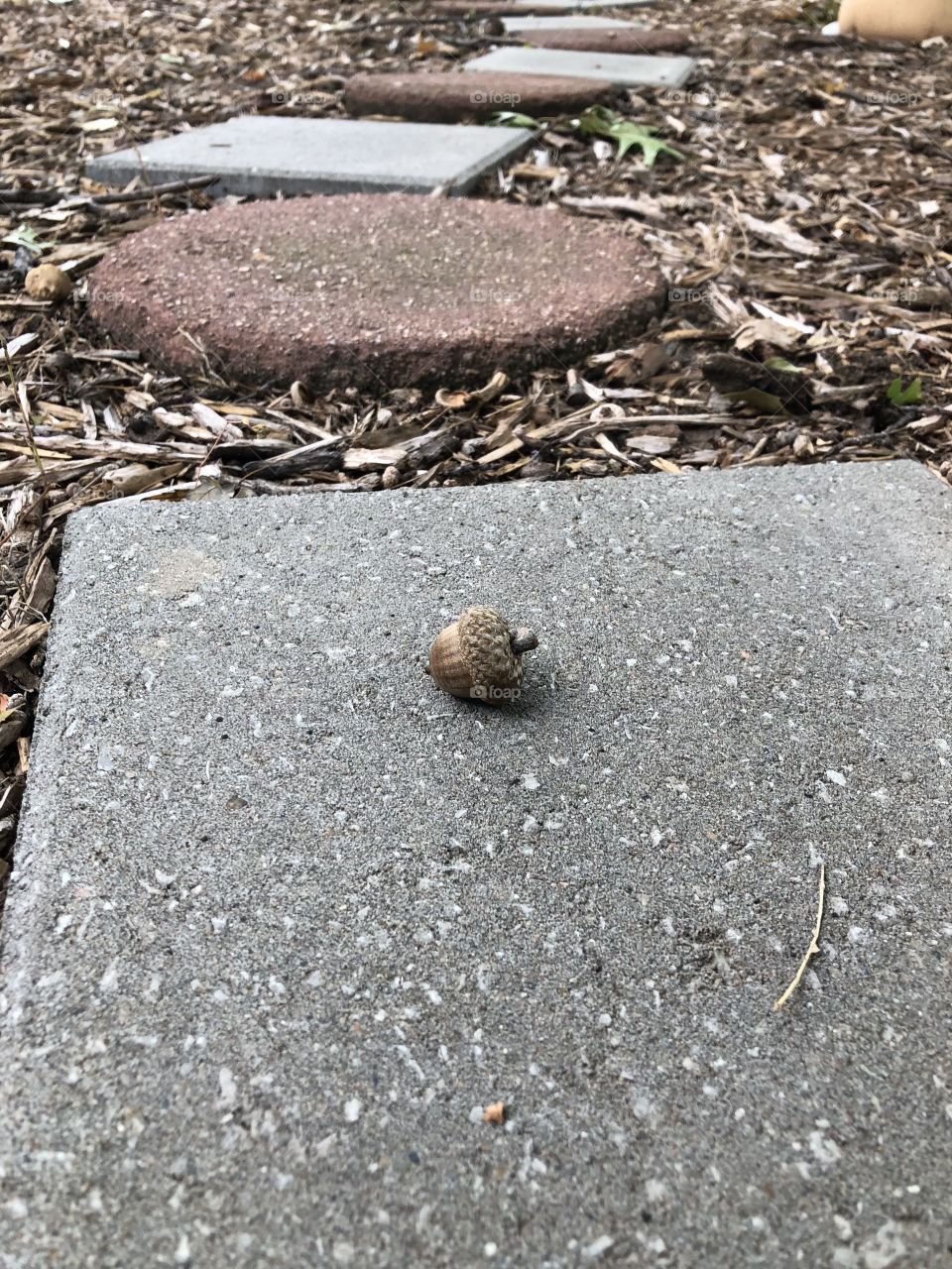 Garden path with an acorn on it