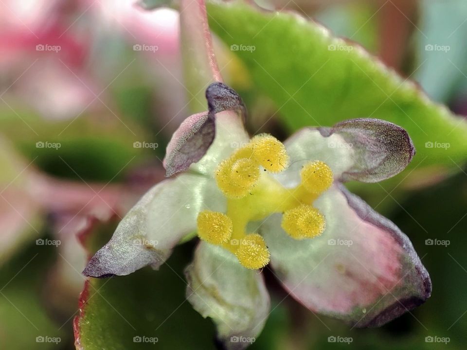 Macro photo of a flower growing in the garden