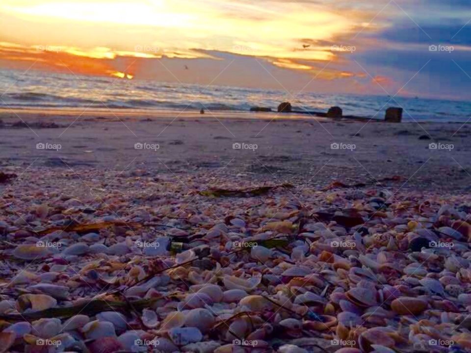 Shells at sunset 