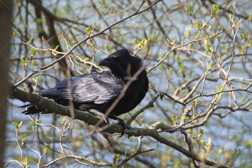 crow on a branch