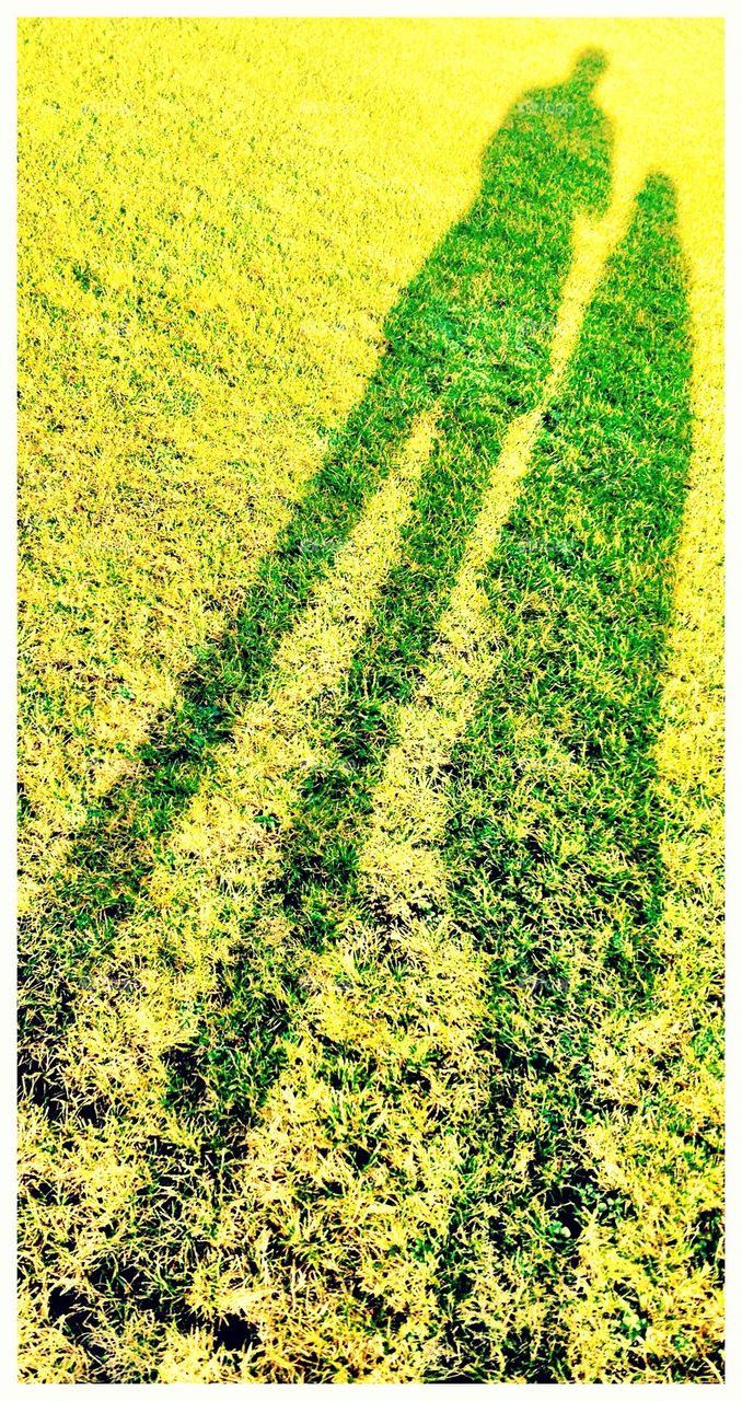 green yellow grass shadow by theismolin