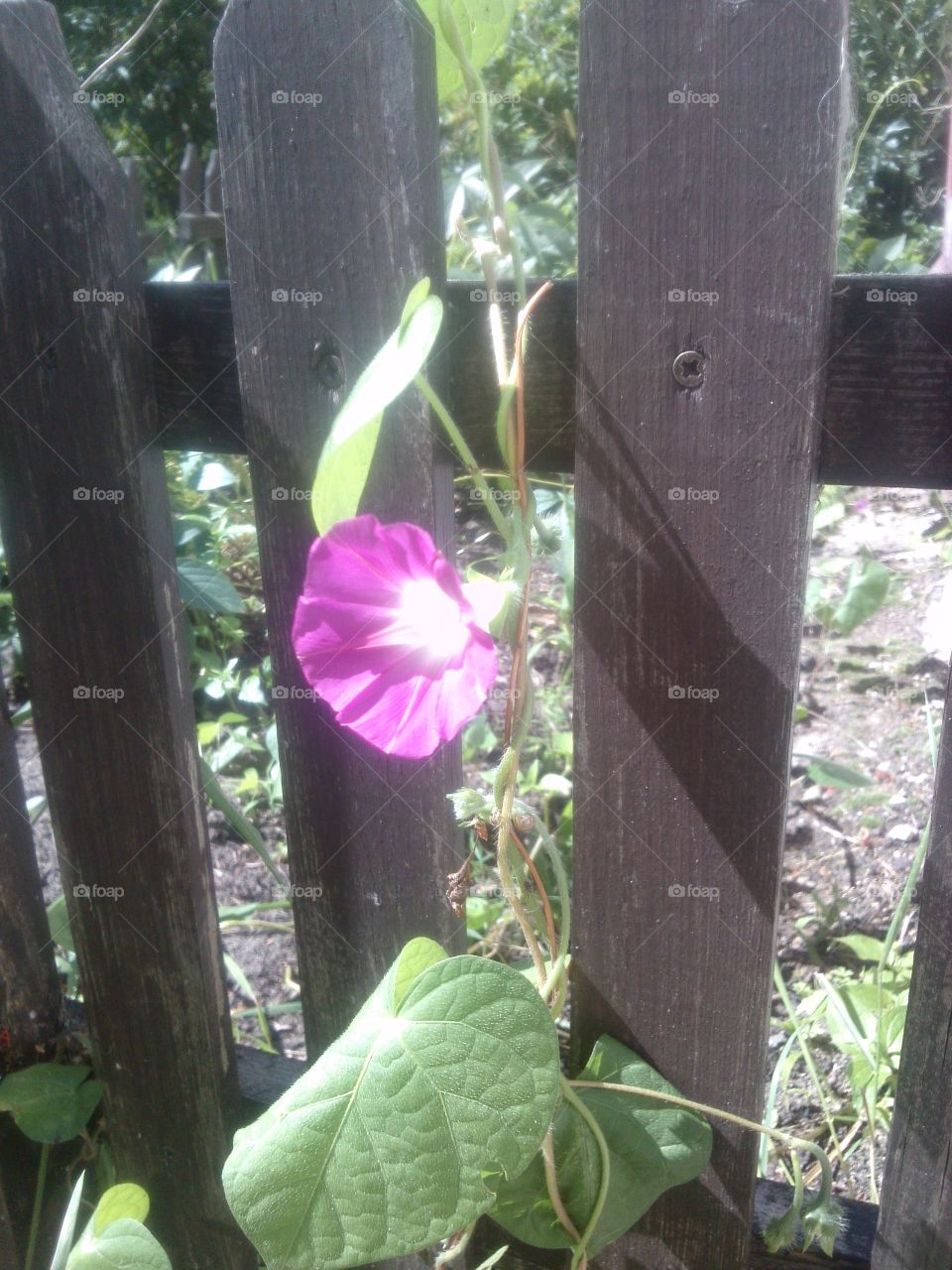 Growing fence