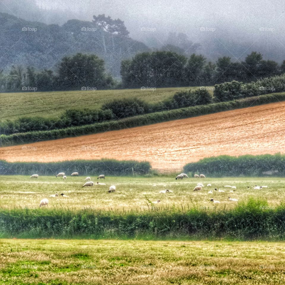 Landscape . Rural landscape 