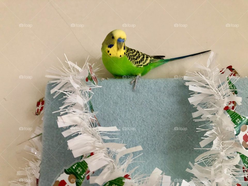 Kiwi my 2 nd parquet / Pretty birdi  🦜