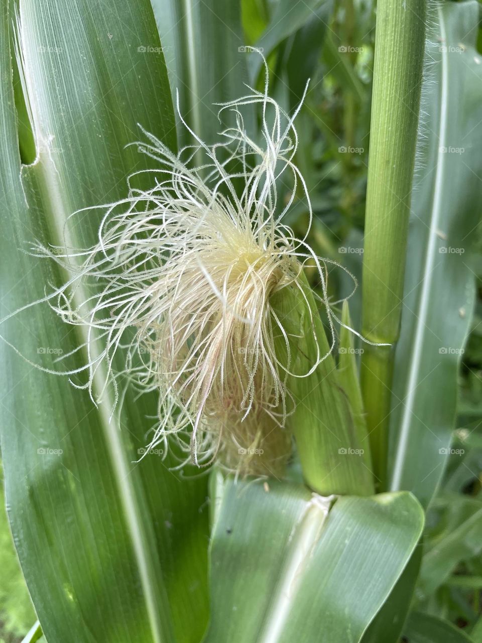 Corn hairs