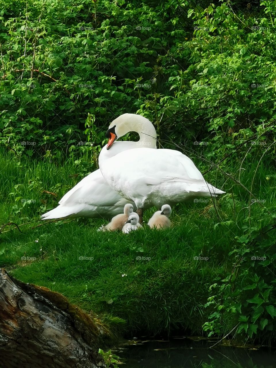 Swan & babies
