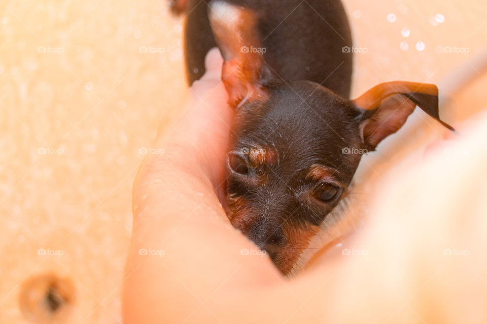 Miniature pinscher shower time!
